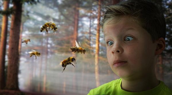 intepatura de albina cum o evitam ce spun medicii