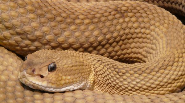 un sarpe a intrat in spitalul din bals un pacient a filmat reptila in timp ce s a plimbat prin salon si s a urcat pe perete video