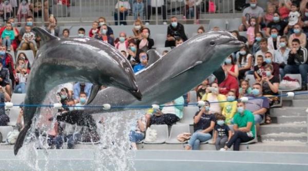 urmeaza zile de spectacol la delfinariul din constanta delfinii adusi din harkov vor face show