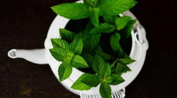 amesteca otet si menta si iti poti lua adio de la o problema enervanta a verii