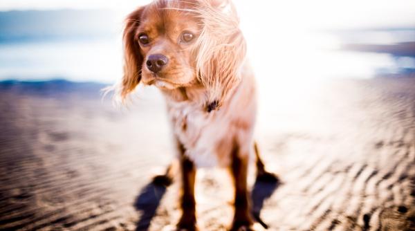 cainii pot avea arsuri solare la fel ca oamenii cum ii protejam