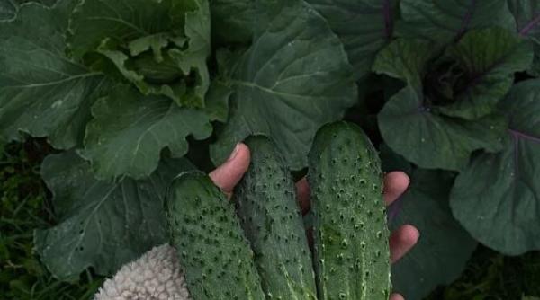 ce se intampla daca mancanci castraveti in fiecare zi