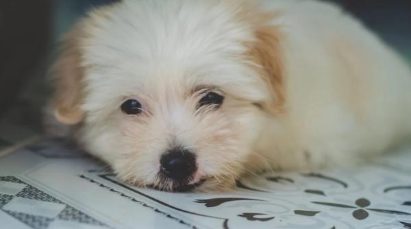 dusmanii de moarte ai cainilor