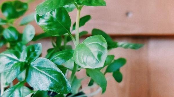 busuioc proaspat tot timpul anului ne vei multumi dupa ce vei incerca aceste trucuri