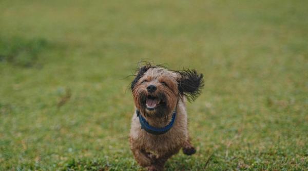 de ce cainele tau se ascunde aproape instantaneu cand e furtuna