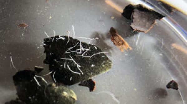 cea mai mare bacterie din lume thiomargarita magnifica masoara pana la doi centimetri