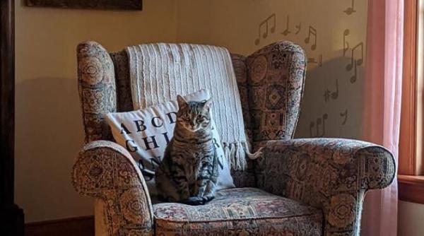 umple un ciorap cu silicat pentru pisici si atarna l in dulap