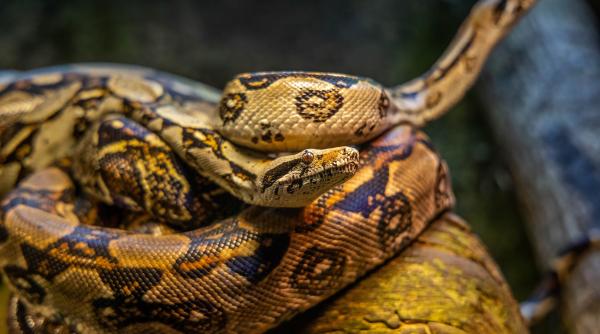 unul dintre cei mai mari pitoni a fost descoperit in florida