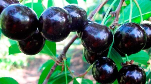 5 motive pentru care ar trebui sa consumi cirese amare