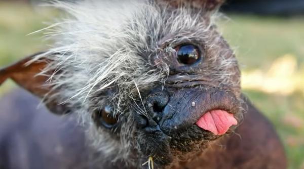 domnul fata vesela a primit titlul de cel mai urat caine din lume si un cec de 1500 de dolari