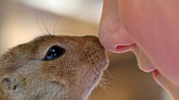 frica are miros te pot simti cainii cand esti speriat ce spun cercetatorii despre puterea feromonilor