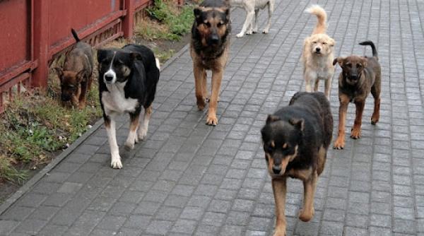 iohannis sesizeaza ccr privind neconstitutionalitatea legii privind aprobarea programului de gestionare a cainilor fara stapan