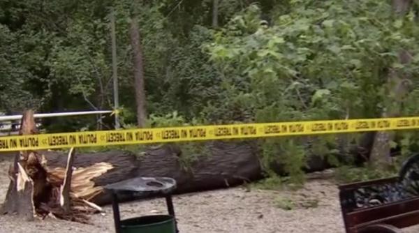 un copac de 10 metri din parcul cismigiu a cazut peste un loc de joaca copiii fugeau si tipau daca ar fi cazut in partea asta ii omora