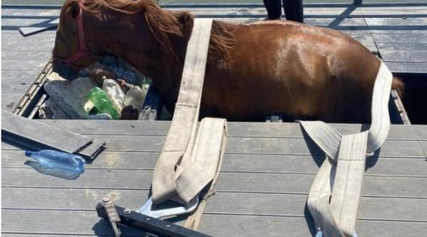 ponton de zeci de mii de euro realizat de primaria alba iulia prabusit sub greutatea unui cal primarul cam flamba podeaua am incercat o cu piciorul