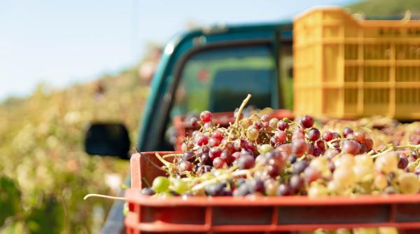 viitorul fructelor strugurii preconservati cu ozon