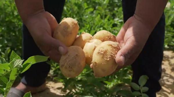 algeria cucereste desertul sahara arida devine un centru agricol international