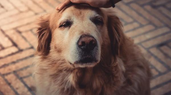 semne care indica imbatranirea cainelui tau