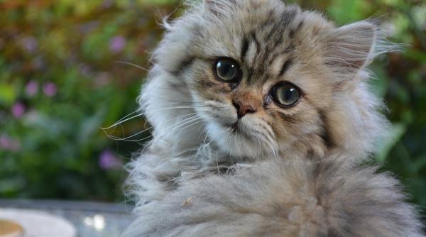 expozitie de pisici in parcul regal al castelului bran in weekend