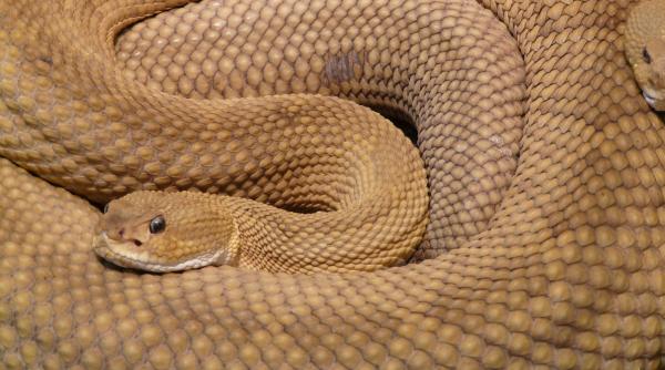 muscatura de vipera faza din filme pe care sa nu o incerci creste riscul de infectare