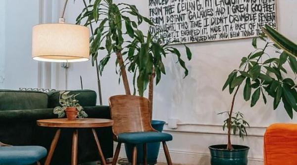 plante pe care trebuie sa le ai in casa elimina mucegaiul si umezeala