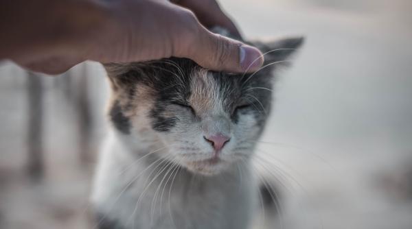 primul caz raportat al unei persoane care a luat covid 19 de la o pisica