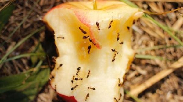 scapa de furnicile din casa cu ajutorul fainii de grau