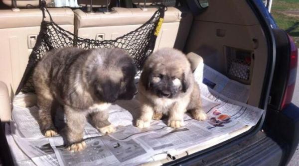 cainele tau vomita cand mergeti cu masina iata cateva sfaturi pentru ca patrupedul sa se simta excelent cand sunteti in autovehicul