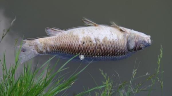 o multime de pesti au murit in urma poluarii raului suceava