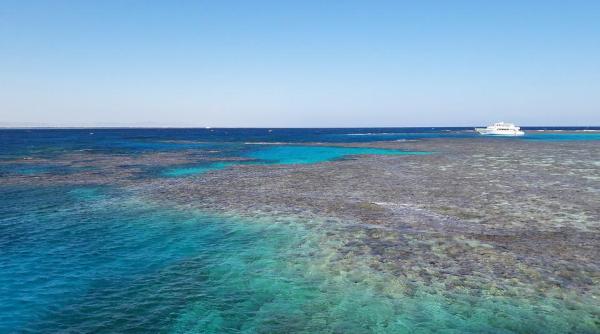 cat de dese sunt atacurile rechinilor in egipt s a aflat cine este romanca ucisa de bestia mako foto in articol