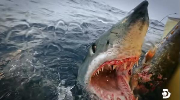 romanca ucisa de rechin in egipt nu a avut nicio sansa de salvare detalii mai putin stiute despre bestia mako video