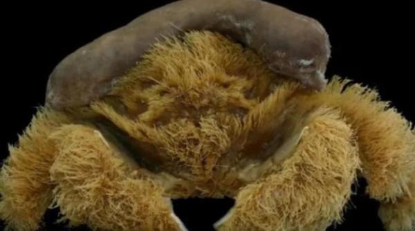 apar specii noi de vietati pe terra crab pufos cu palarie de burete descoperit in australia