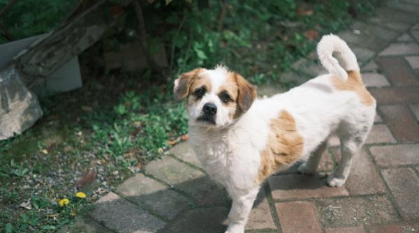 catelusa lovita intentionat cu masina de un sofer animalul a ramas pe strazi dupa moartea stapanului