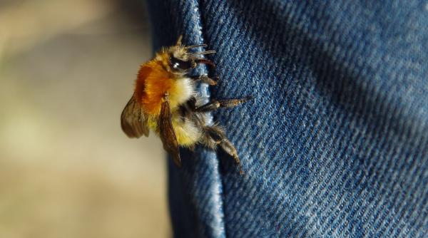 intepatura de bondar mai periculoasa decat cea de albina pentru doi romani a fost fatala