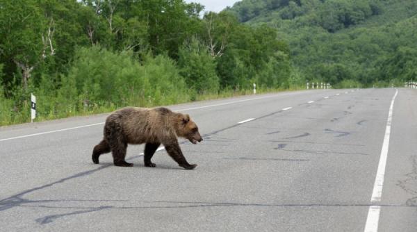 klaus iohannis a semnat decretul privind metodele de limitare a atacurilor ursilor asupra persoanelor