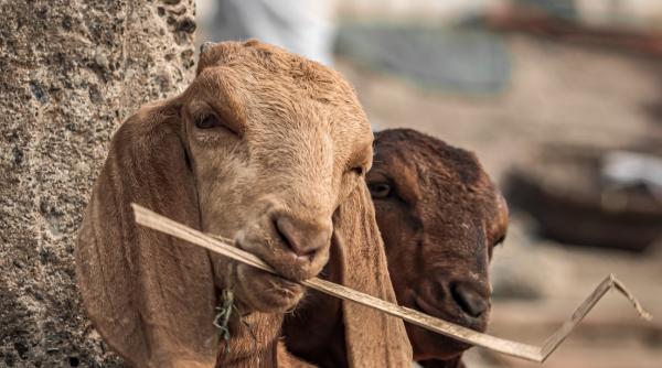 un ied cu urechi extraordinar de lungi face senzatie in pakistan proprietarul se teme sa nu fie deocheat video