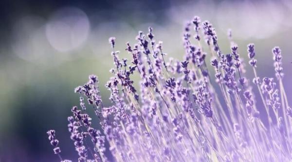 zahar aromat cu lavanda il poti face usor acasa si folosi la deserturile preferate