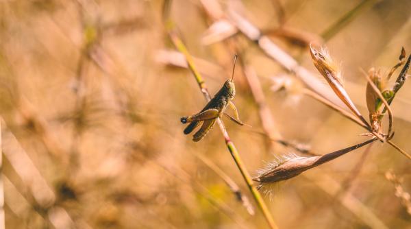 invazie de lacuste la tulcea fermier exact asta mai lipsea suna a molima biblica video
