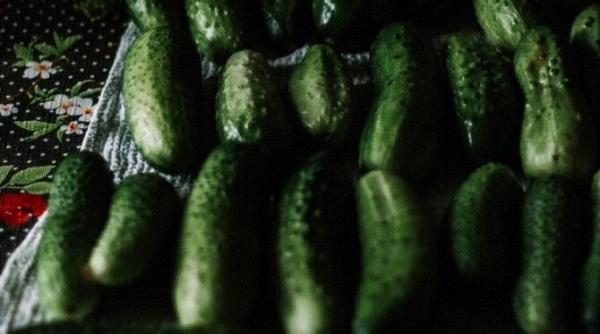 cum si unde trebuie depozitati castravetii ca sa ramana proaspeti pentru mai mult timp