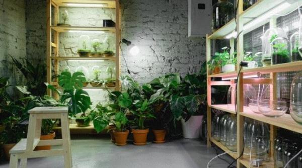 plantele tale sufera de caldura rezolva problema in cativa pasi simpli cu aceasta metoda originala