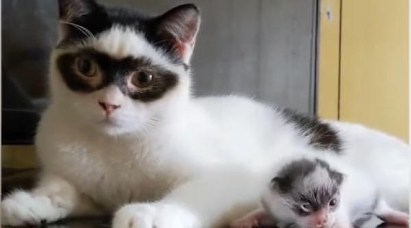 zorro si bandit doi motani speciali sunt vedete in toata lumea