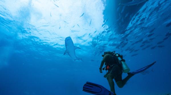 insula in apropierea careia numarul rechinilor este in crestere ce spun expertii