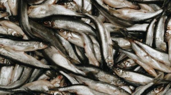 elimina mirosul de peste de pe vase maini si din frigider cu ingredientele din camara rapid ieftin si eficient