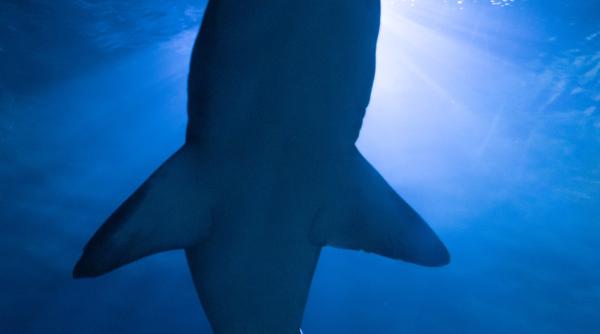 motivul pentru care roxana a fost ucisa de rechin autoritatile din egipt au publicat un raport oficial in care dezvaluie ce s a intamplat