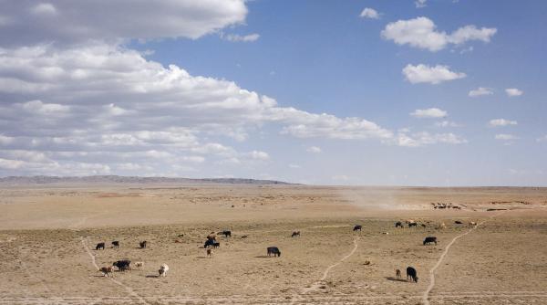 presa straina in romania productia alimentara este in pericol din cauza secetei carnea de porc cerealele si mierea ar putea costa cu pana la 40prc mai mult decat anul trecut