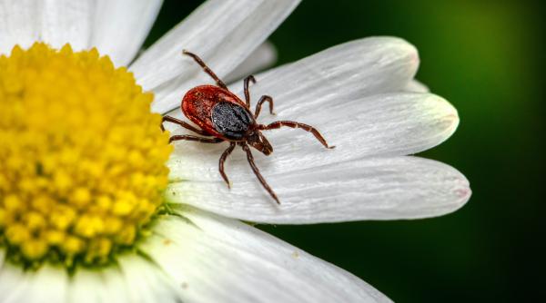 umflatura de la capusa cum sa eviti infectarea si riscul de encefalita