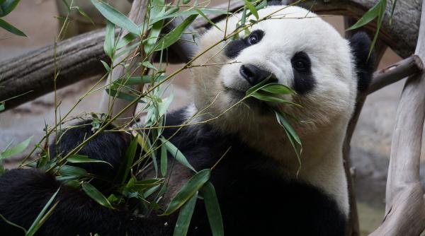 la gradina zoologica din madrid animalele au primit inghetata