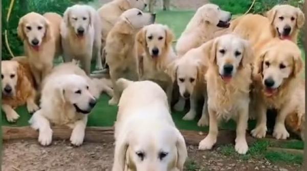 cel mai bun job din lume te joci cu 30 de caini din rasa golden retriever si esti platit video