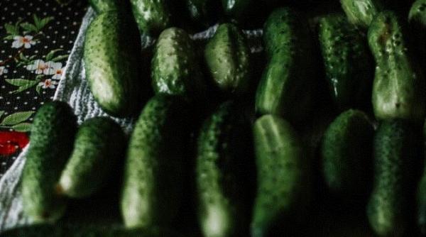 cum sa eliminati amaraciunea din castraveti iata trei metode eficiente