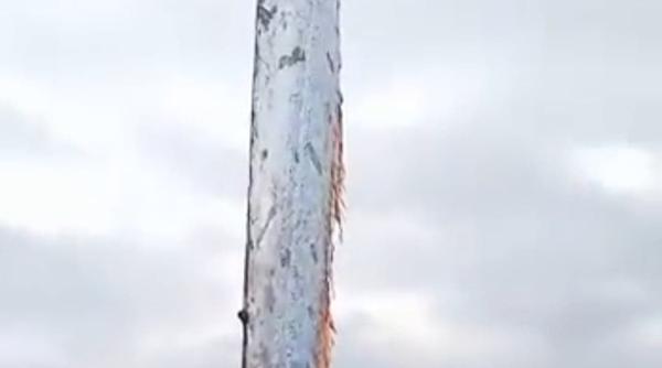 monstru marin de peste 5 metri lungime prins de niste pescari se crede ca este aducator de dezastre video