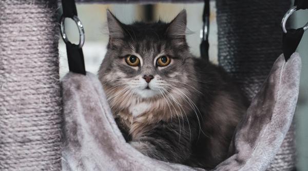 hrana contaminata pentru pisici a fost retrasa de pe piata dupa ce a provocat moartea subita a mai multor feline